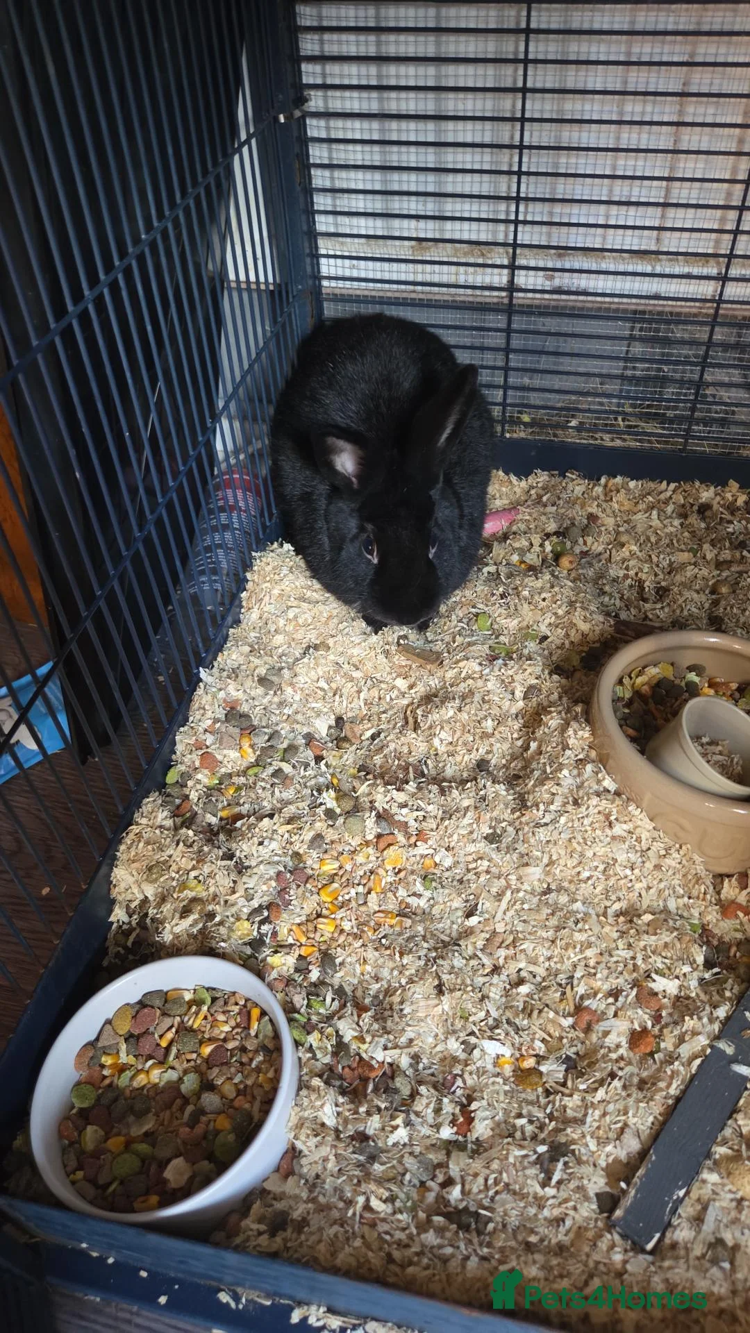 Dutch rabbits for sale: Millie - Advert 1