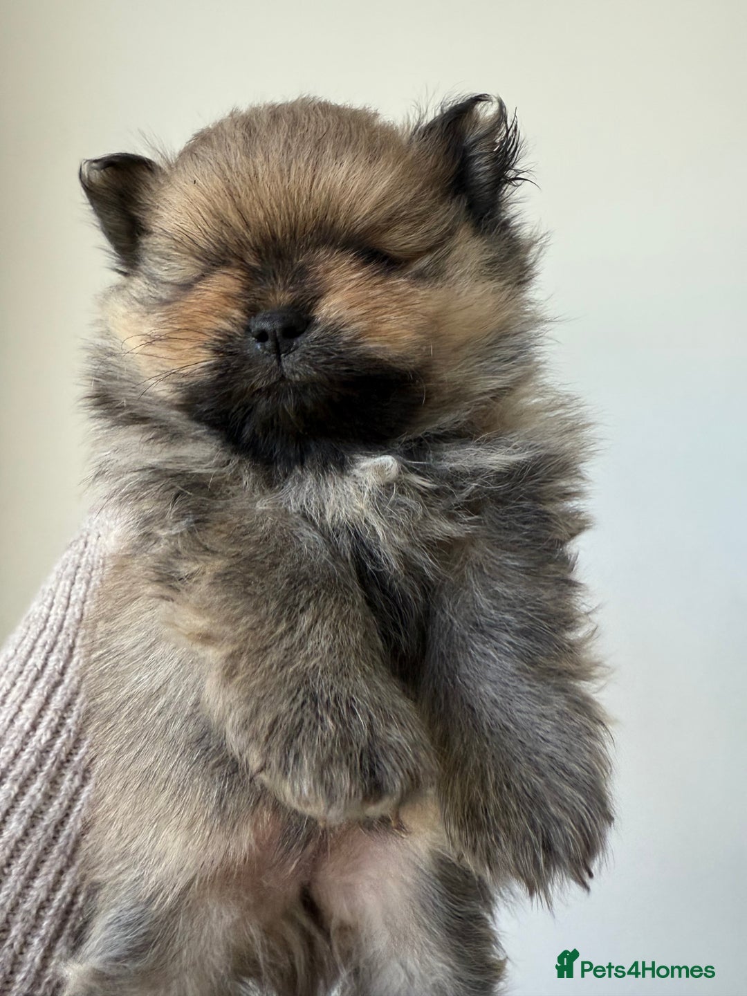 Pomeranian dogs for sale: Gorgeous small Pomeranian puppies 🧸  - Advert 2