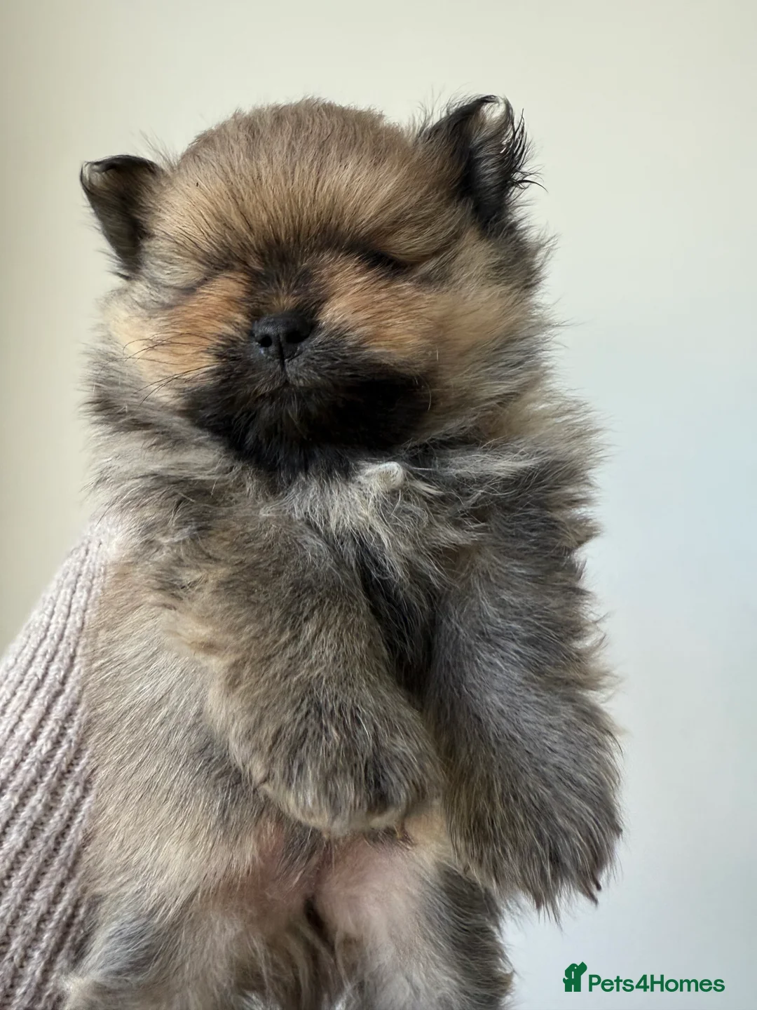 Pomeranian dogs for sale: Gorgeous small Pomeranian puppies 🧸  - Advert 14