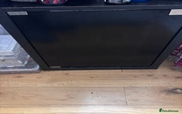 Frog reptiles for sale: Red Eyed Tree Frogs and set up - Advert 3