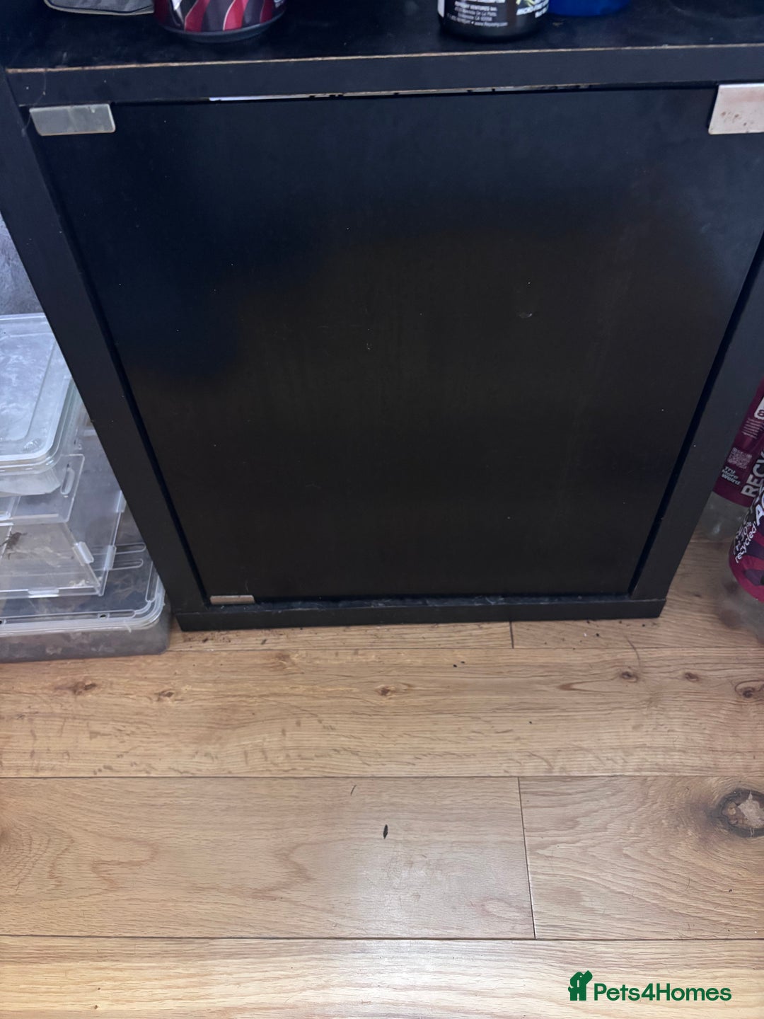 Frog reptiles for sale: Red Eyed Tree Frogs and set up - Advert 3