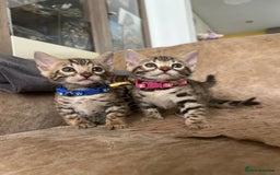Bengal cats for sale: ❤️ Gorgeous Pure Bengal Kittens Available ❤️ - Image 1