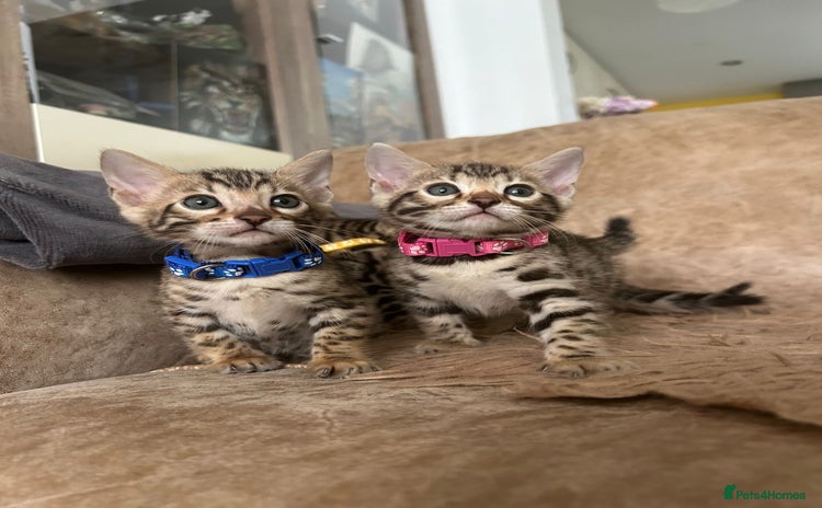 Bengal cats - Advert 4