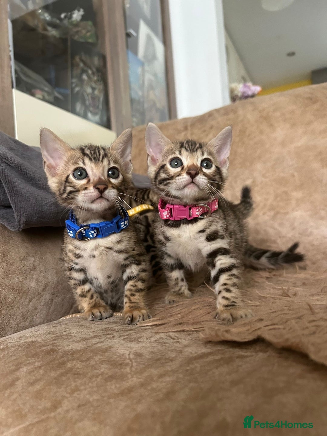 Bengal cats for sale: ❤️ Gorgeous Pure Bengal Kittens Available ❤️ - Image 1