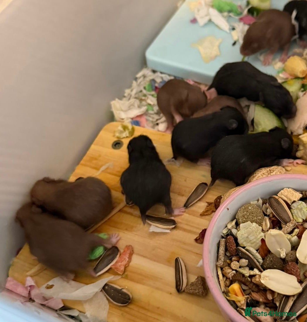 Hamster rodents Syrian Hamster Pups  - Advert 18