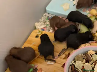 Hamster rodents Syrian Hamster Pups - Advert 18