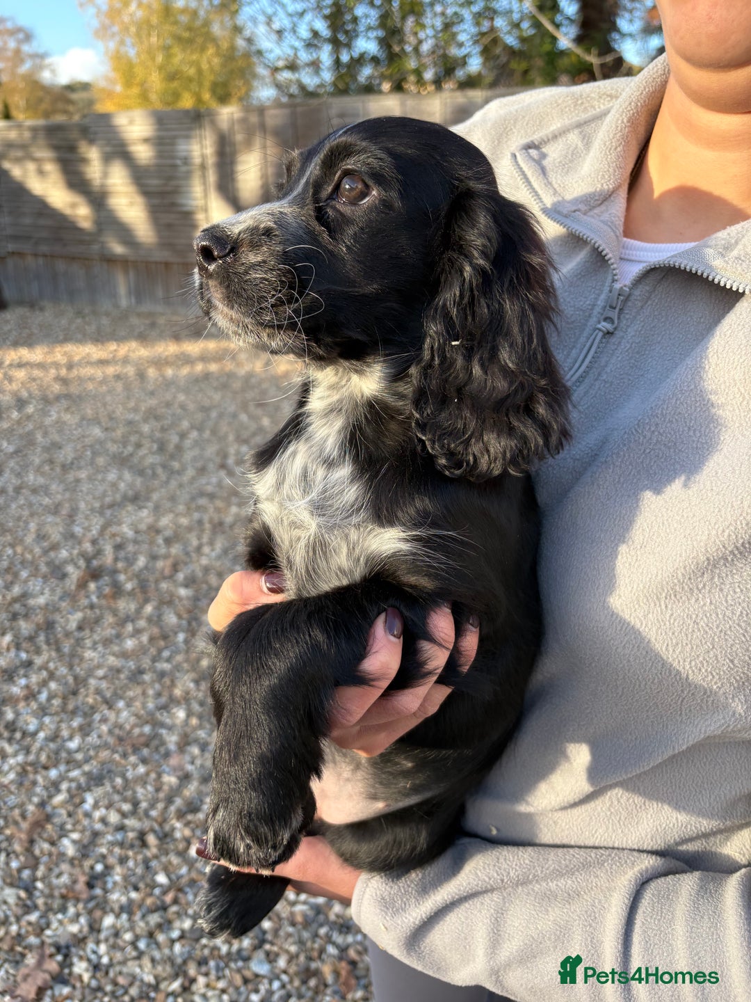 Cocker Spaniel dogs for sale: Cocker spaniel KC registered 1 boy & 1 girl left - Advert 3