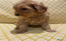 Maltipoo dogs for sale: 💖BEAUTIFUL LICENSED-BRED MALTIPOOS 💖 - Image 21