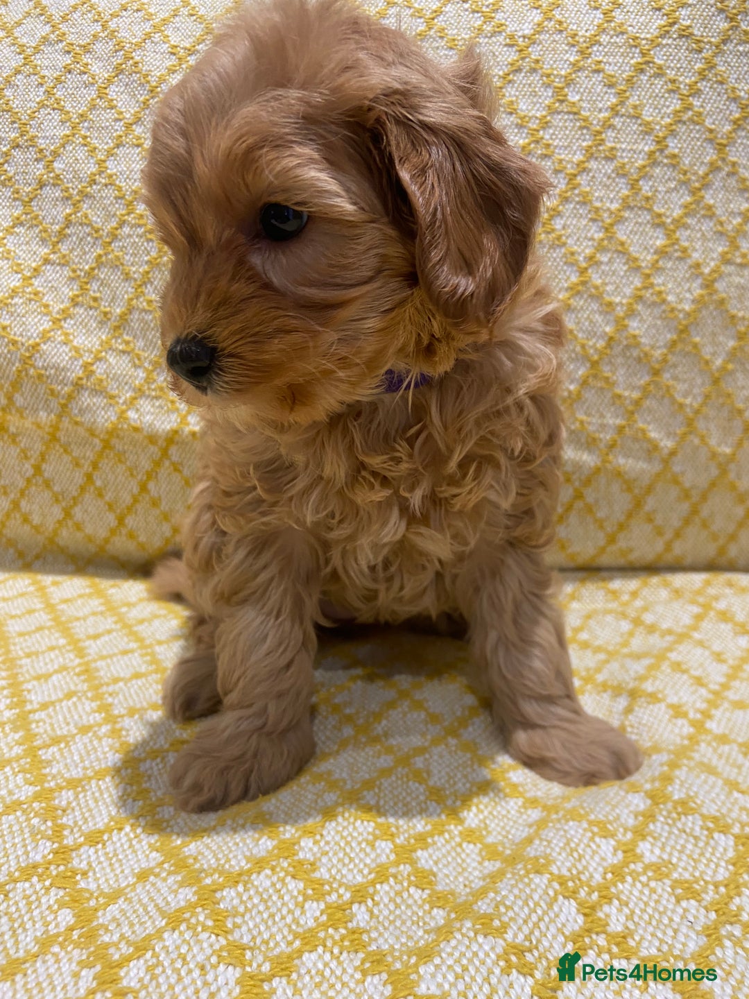 Maltipoo dogs for sale: 💖BEAUTIFUL LICENSED-BRED MALTIPOOS 💖 - Image 21