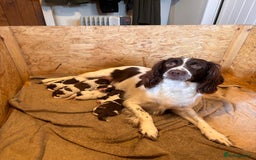 Sprocker dogs for sale: Sprocker Spaniel Puppies  - Image 2