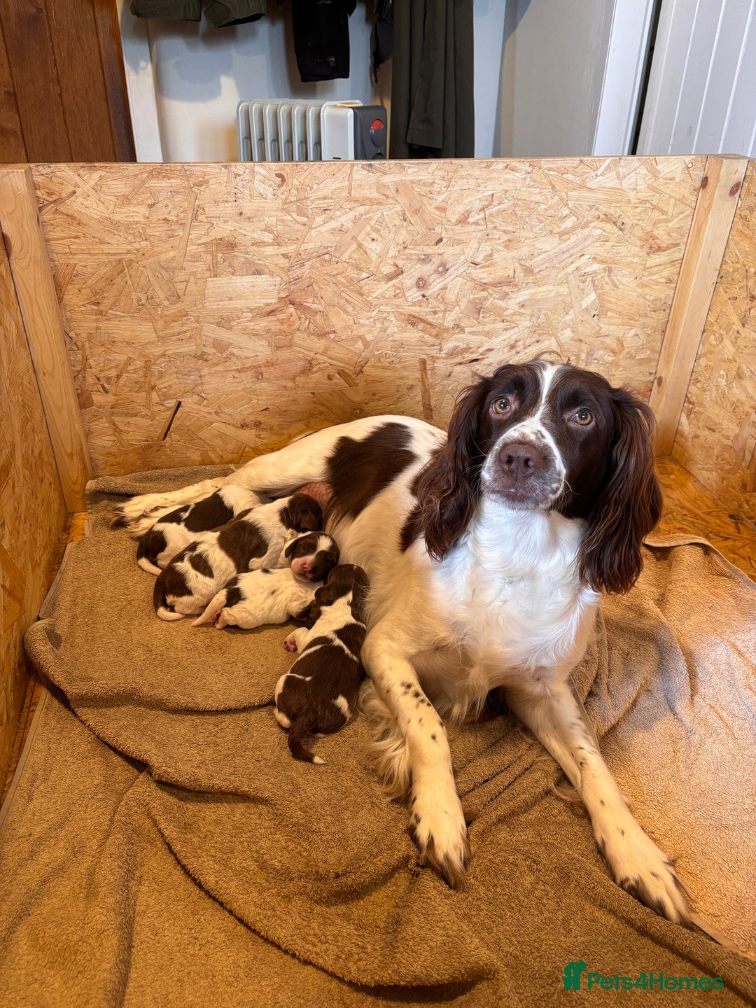 Sprocker dogs for sale: Sprocker Spaniel Puppies  - Image 2