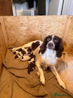 Sprocker dogs - Advert 2