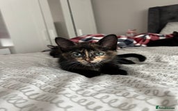 Mixed Breed cats for sale: Tortie kittens - Image 6