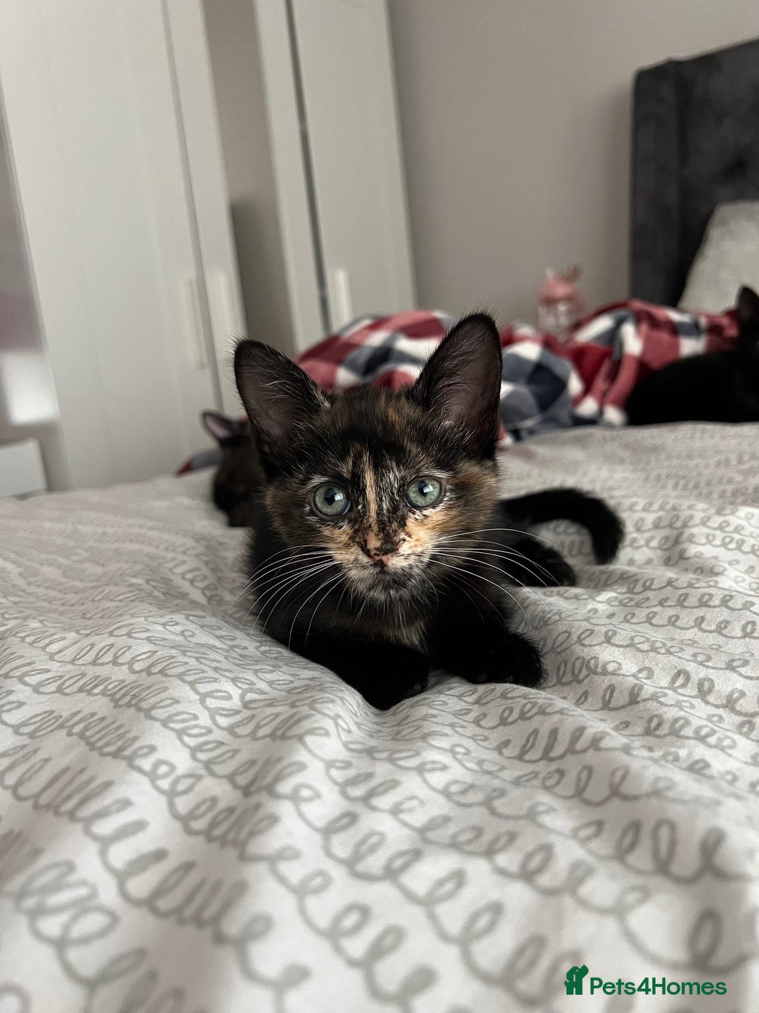 Mixed Breed cats for sale: Tortie kittens - Image 6