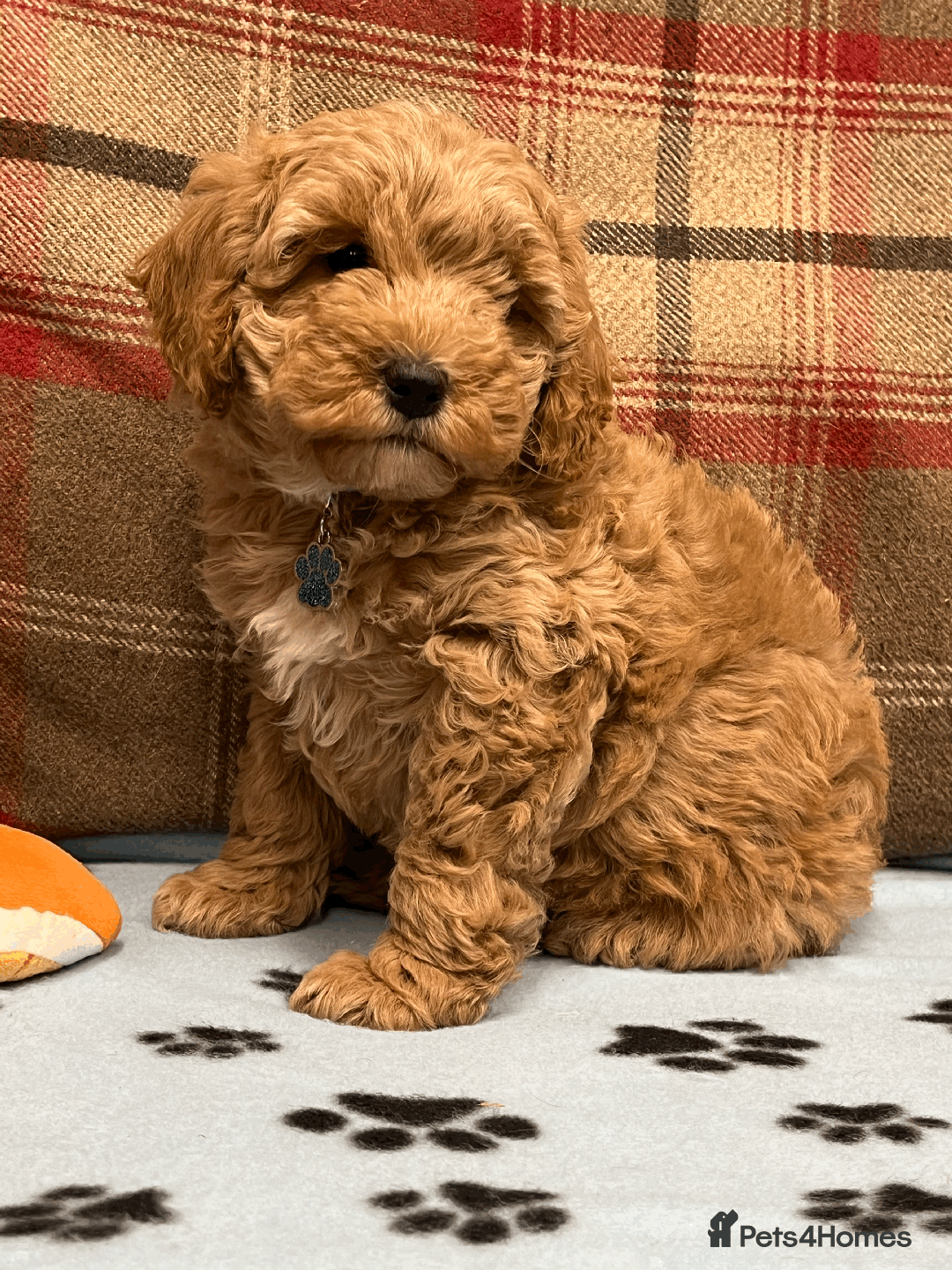 Cavapoochon dogs for sale: Cavapoochon puppies ready for new forever home💕 - Advert 24