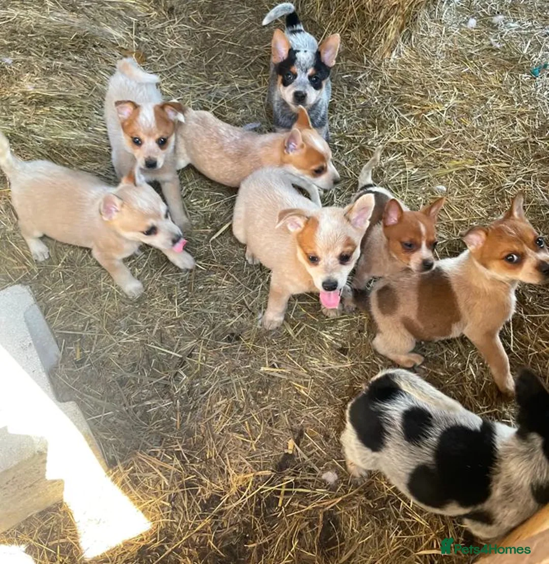 Australian Cattle Dog dogs for sale: Discover the Joy of Owning an Australian Cattles in Birmingham - Advert 1
