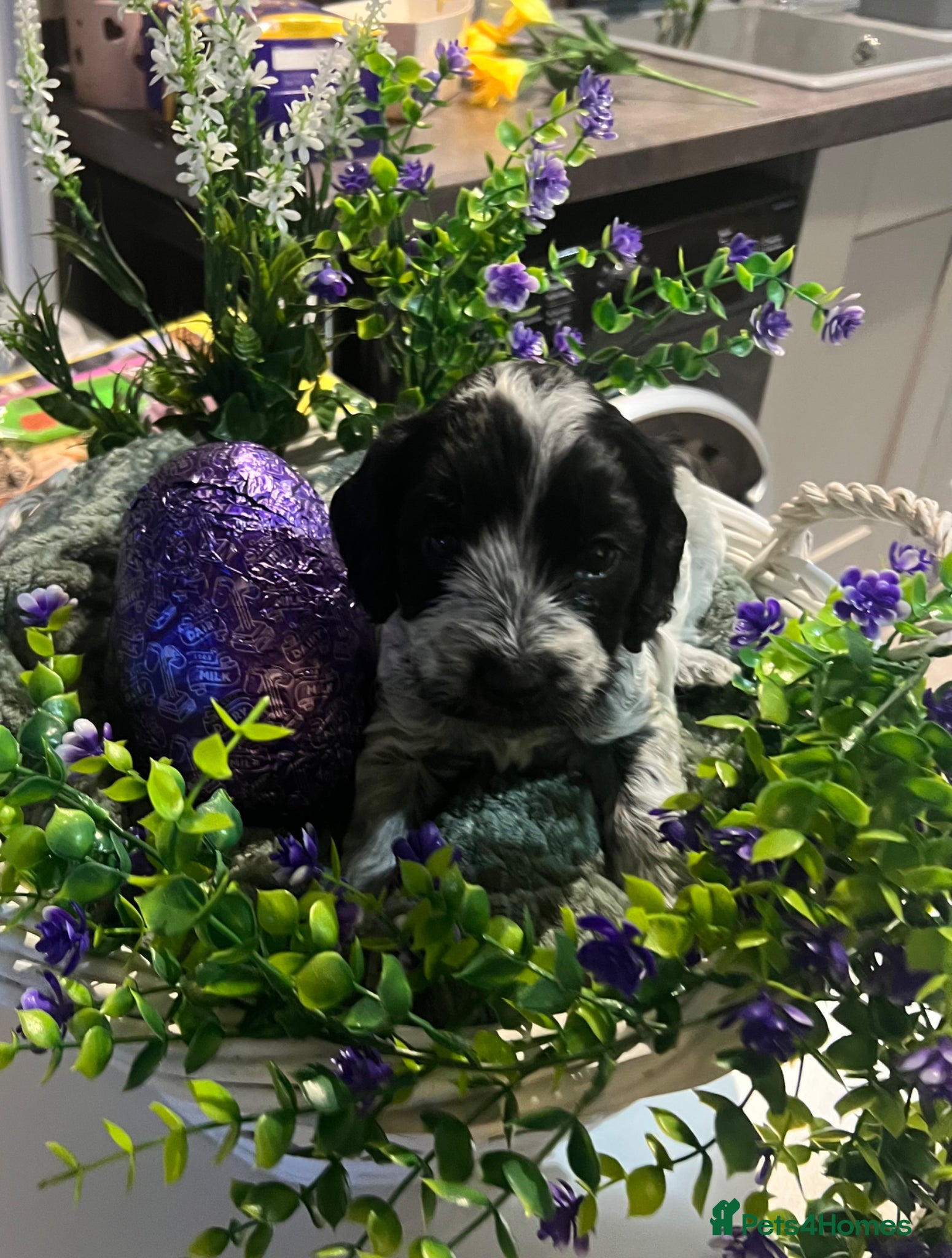 Cockapoo dogs F1B Cockerpoo Puppies - Advert 17