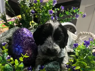 Cockapoo dogs F1B Cockerpoo Puppies - Advert 17