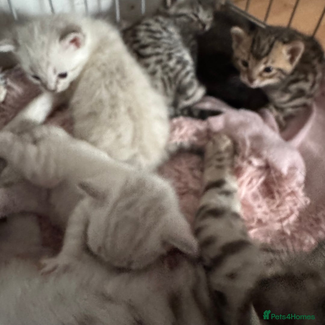 Bengal cats for sale: Beautiful Bengal Kittens - only GIRL available  - Advert 27
