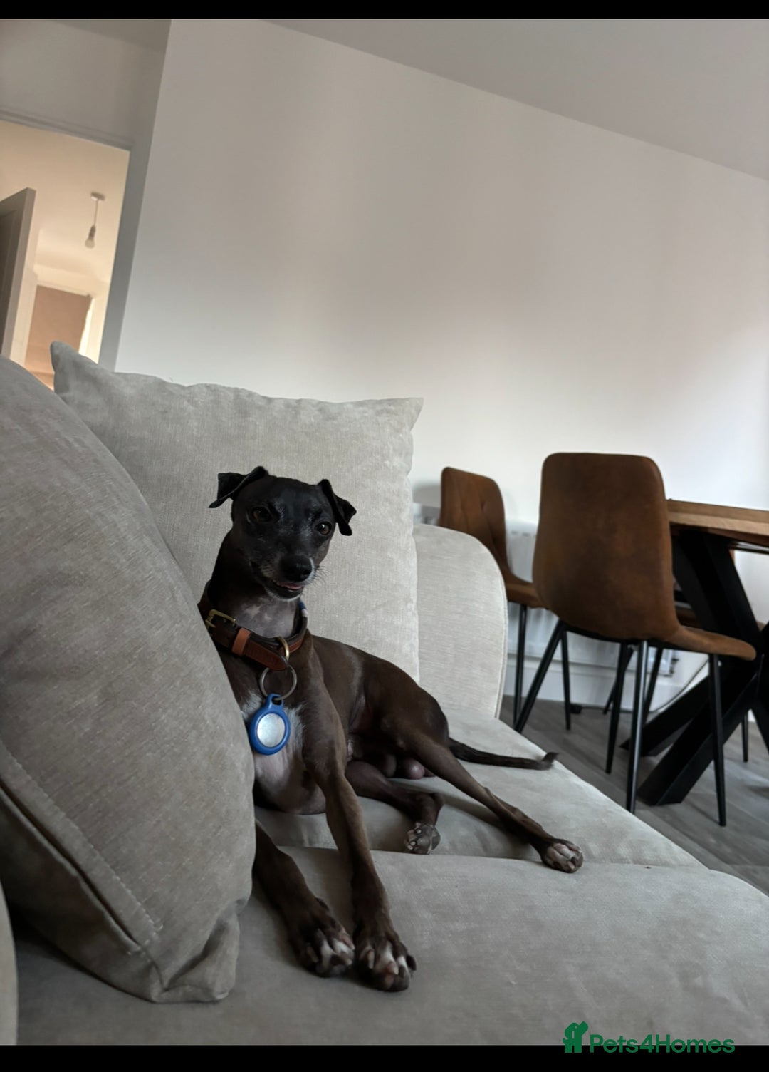 Italian Greyhound dogs for stud: Proven boy available for stud - Image 5