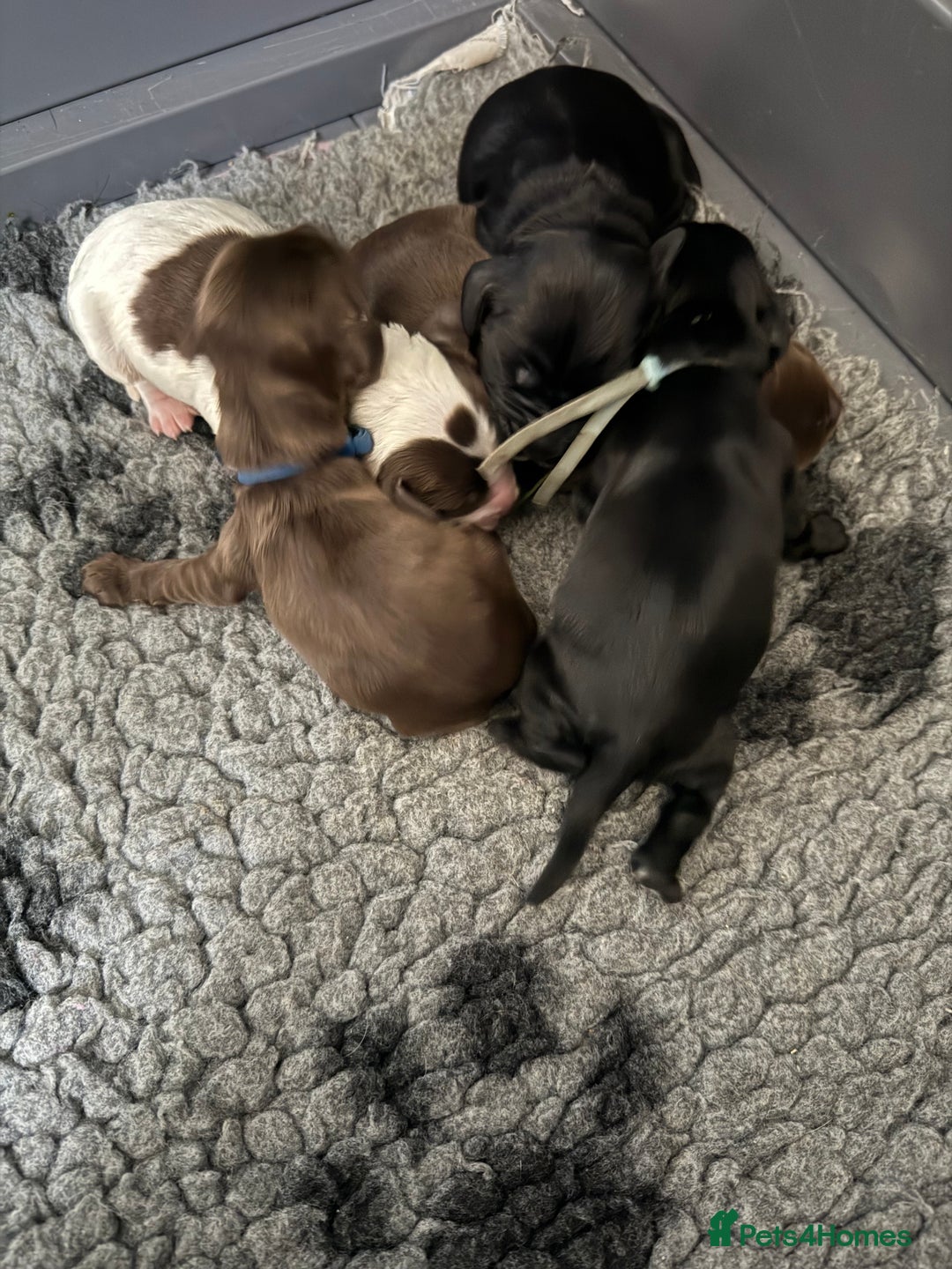 Cocker Spaniel dogs for sale: Show type cocker spaniel pups  - Advert 5