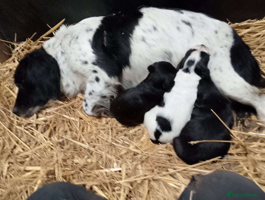 Sprocker dogs for sale: Sprocker puppy's  - Advert 1