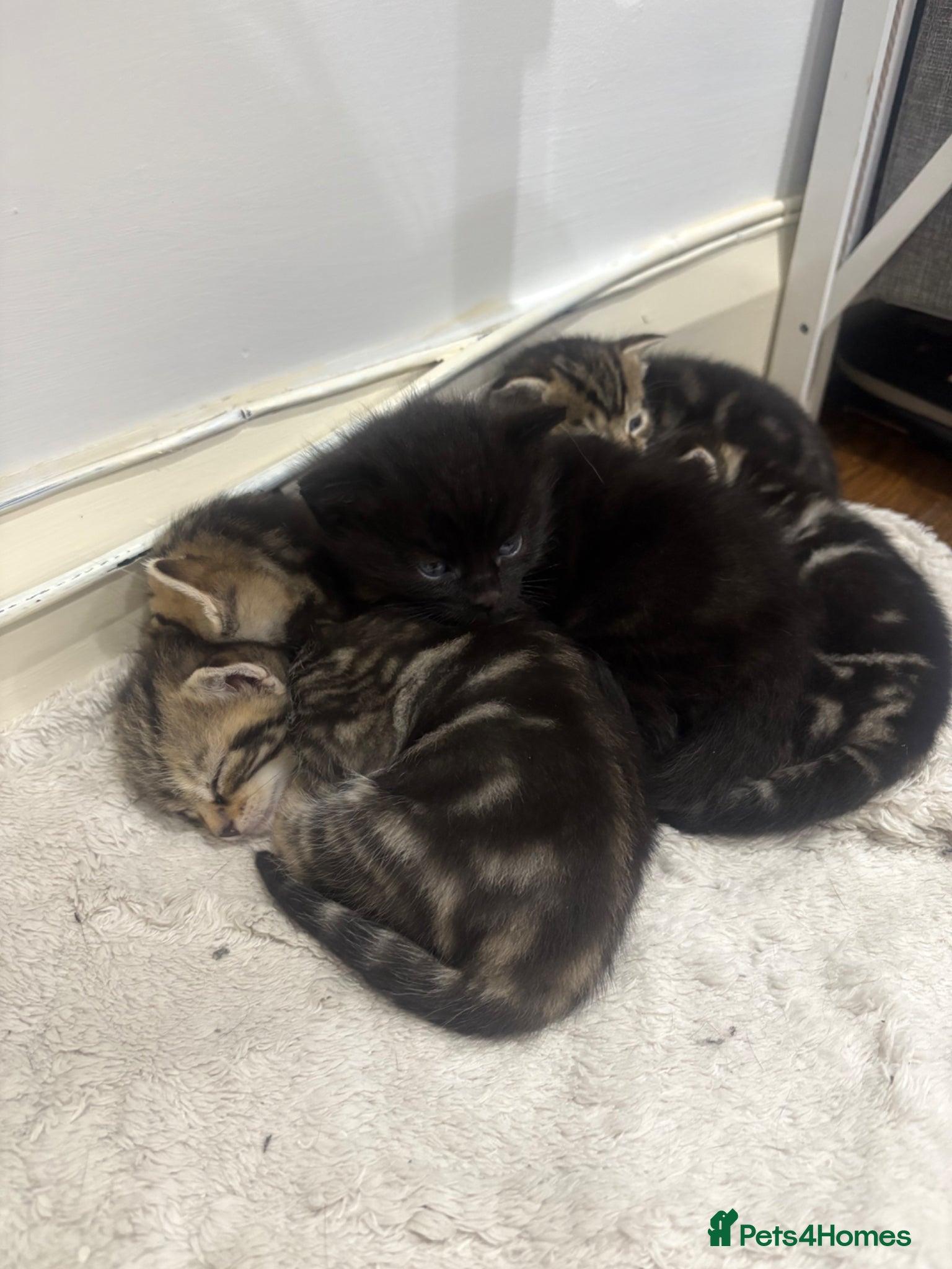 Mixed Breed cats 4 Tabby’s and 1 Black kitten for sale!  - Advert 1