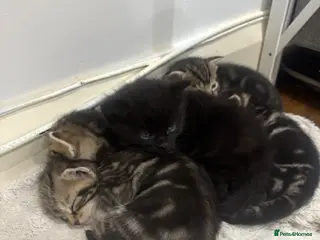 Mixed Breed cats 4 Tabby’s and 1 Black kitten for sale! - Advert 1