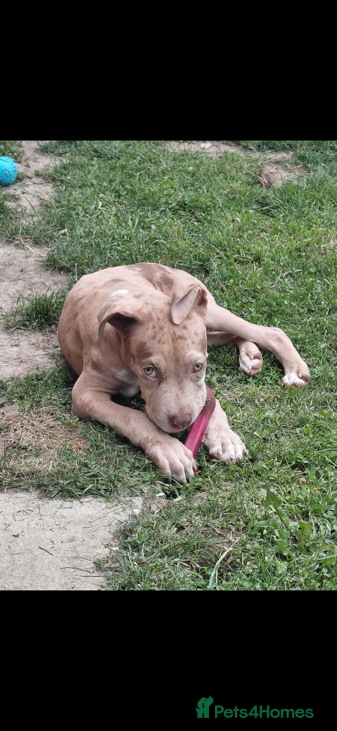 Mixed Breed dogs for sale: Tank american bull x  - Advert 6