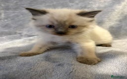 Ragdoll cats for sale: Beautiful ragdoll kittens for sale  - Advert 2