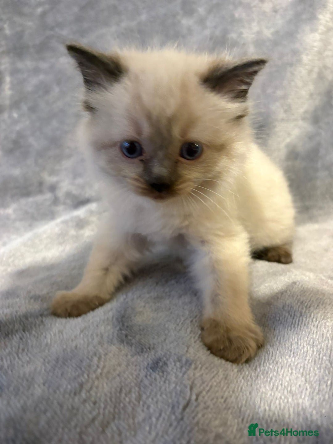 Ragdoll cats for sale: Beautiful ragdoll kittens for sale  - Advert 2