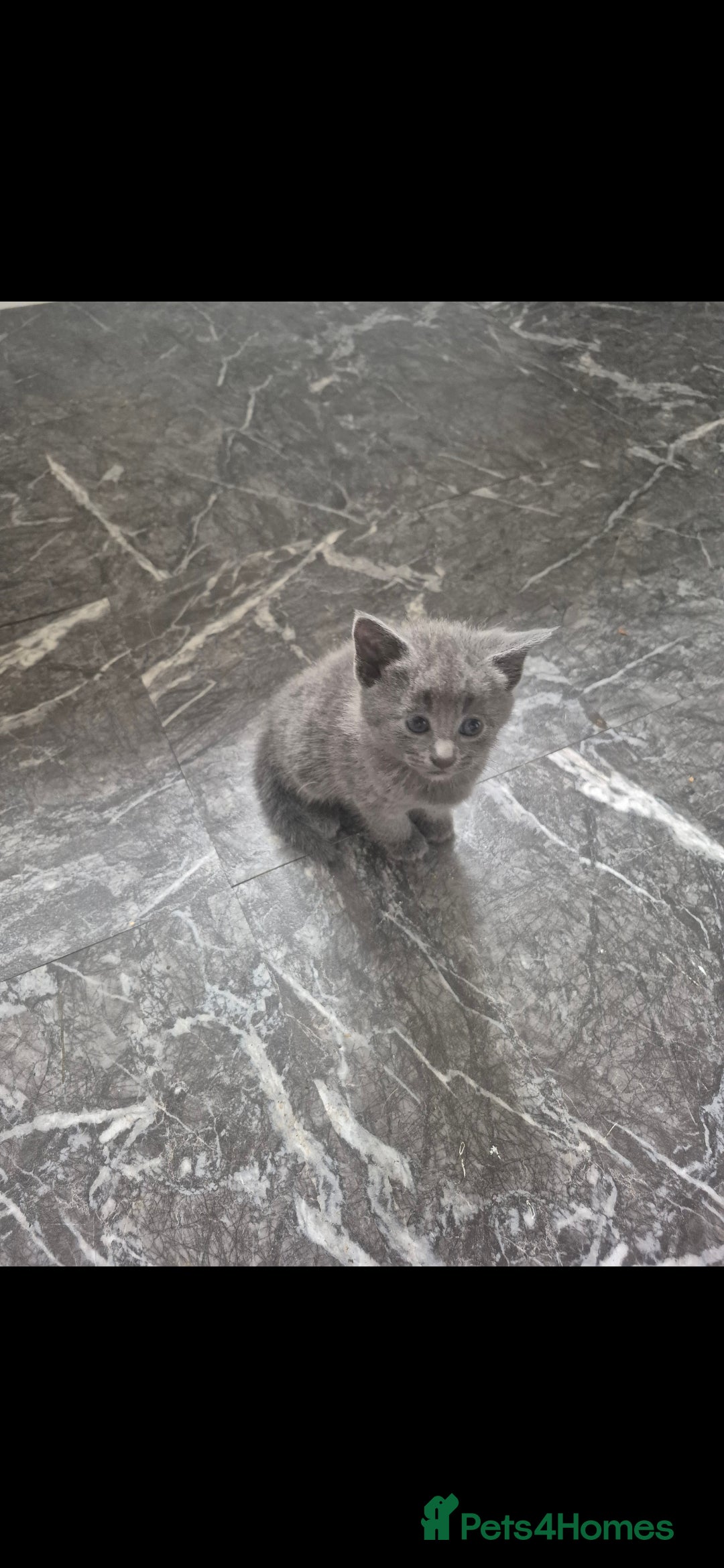 Mixed Breed cats for sale: 4 beautiful fluffy kittens for sale - Image 9