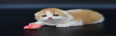 Scottish Fold Kitten 3