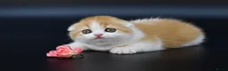 Scottish Fold cats for sale: LICENSED CATTERY PURE BREED TOP QUALITY KITTENS - Advert 2