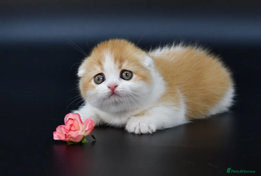 Scottish Fold cats for sale: LICENSED CATTERY PURE BREED TOP QUALITY KITTENS - Advert 2