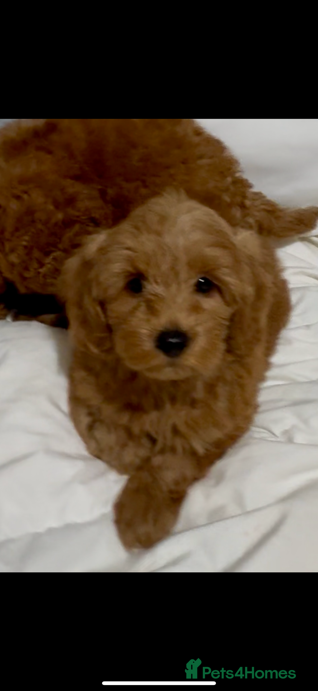 Cockapoo dogs for sale: Cockapoo F1b Male - Advert 8