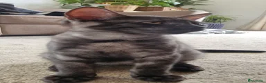 Onyx