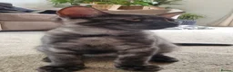 Mixed Breed cats for sale: Marble Bengal x Maine Coon kittens in New Milton - Advert 5