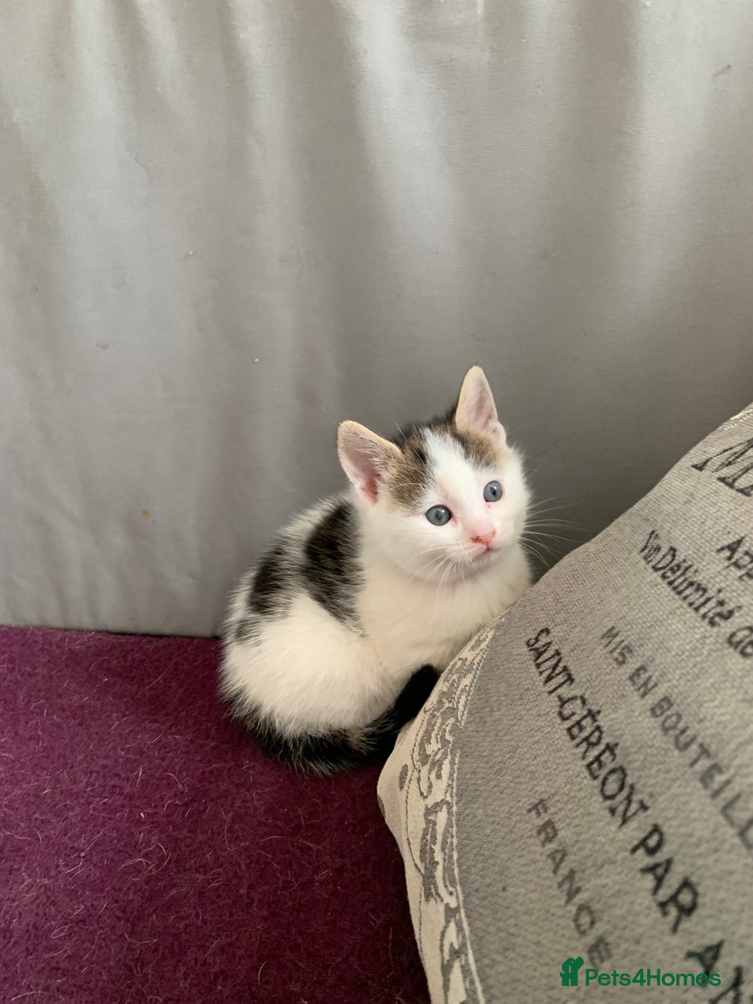 Mixed Breed cats for sale: Mixed breed Kittens  - Image 8