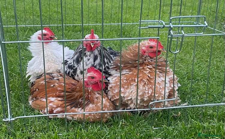 Chickens poultry - Advert 3
