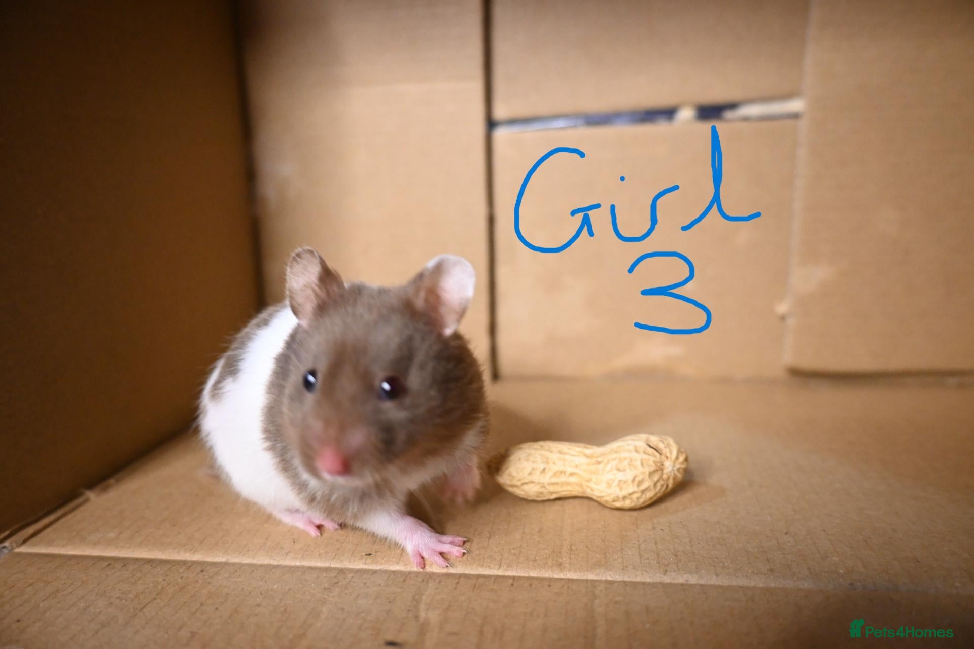 Hamster rodents for sale: Mixed Syrian hamsters ready to go boy and girls - Advert 1