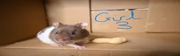 Hamster rodents for sale: Mixed Syrian hamsters ready to go  in Preston - Advert 6