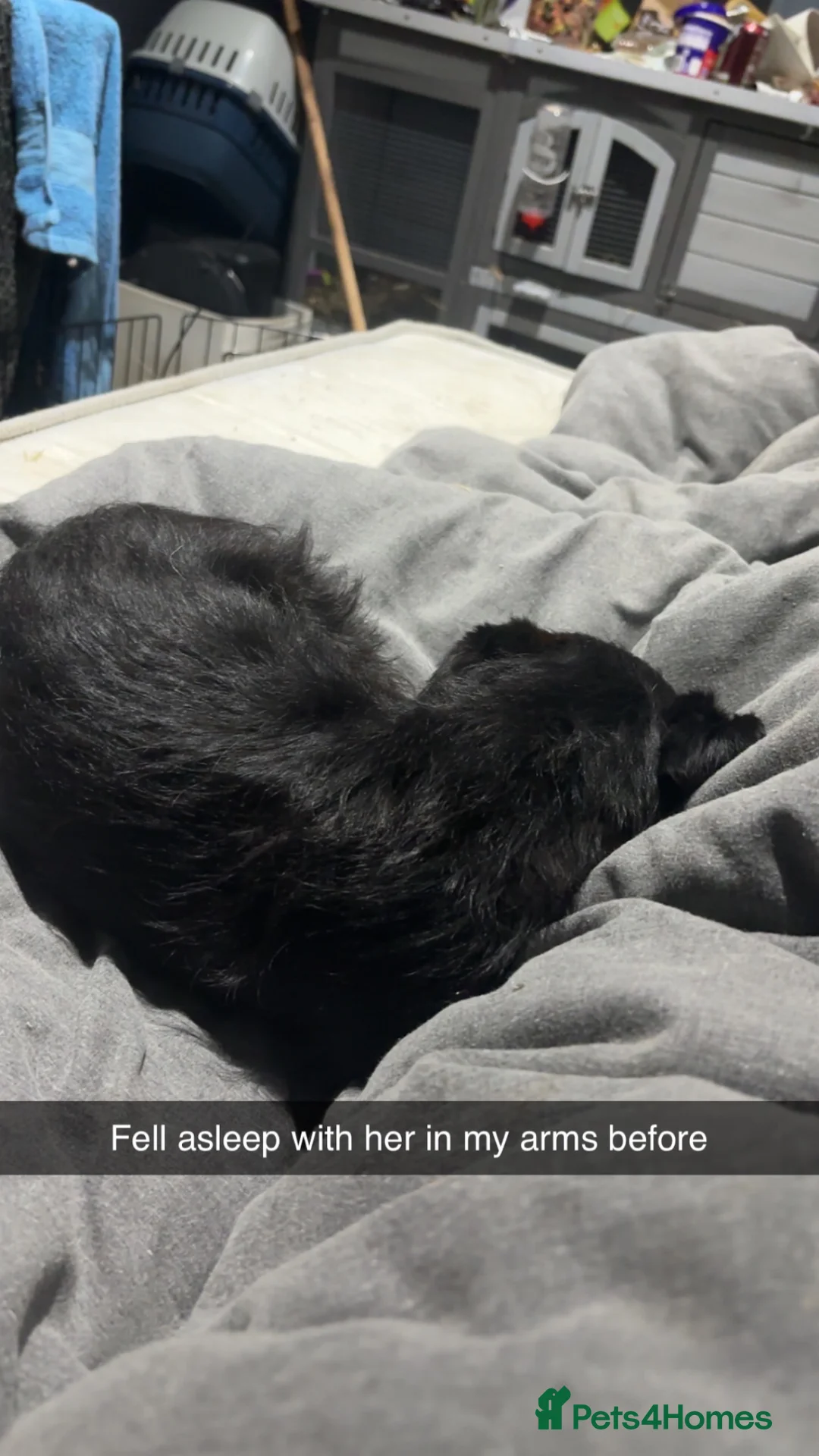 Jackapoo dogs for sale: Tilly is a pure bred jackapoo - Advert 2