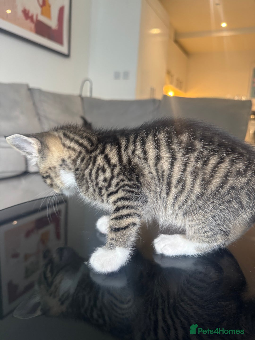 Mixed Breed cats for sale: Mixed Ragdoll / Tabby Adorable Kittens  - Image 20