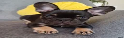 French Bulldog dogs for sale: Ready now, quality French Bulldog Puppies  - Advert 39