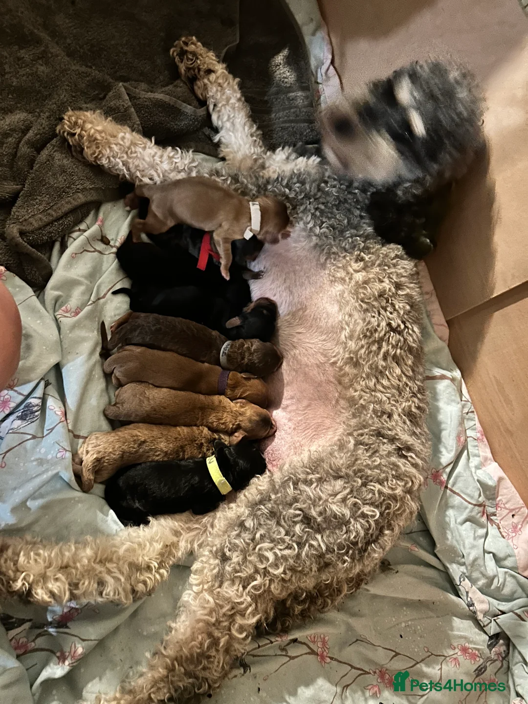 Cockapoo dogs for sale: Stunning male Merle F2 cockapoo puppy - Advert 8