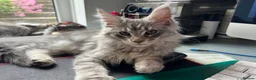 Maine Coon cats for sale: Adorable Maine Coon Kittens - Advert 19