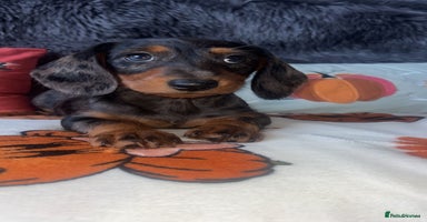 Doxiepoo dogs - Advert 13