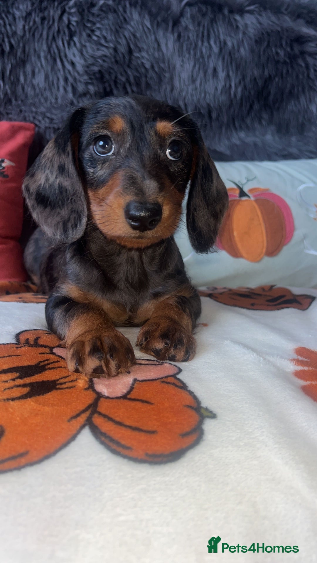Doxiepoo dogs for sale: House trained READY NOW FOR THERE FOREVER HOMES ❤️ - Image 3
