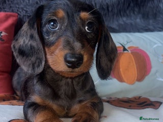 Doxiepoo dogs - Advert 1